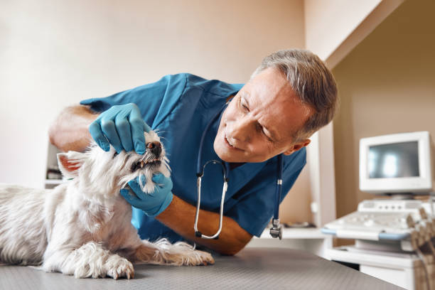 Best Emergency Dental Surgery in Green Hill, TN